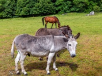 Blarney Castle & Gardens